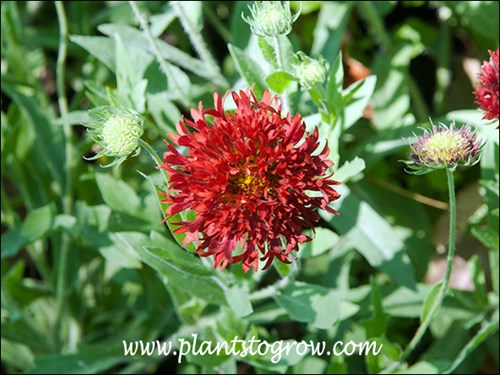 Red Plume Gaillardia (Gaillardia pulchella) An annual Gaillardia with brick red doomed flowers.